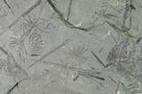 Pennsylvanian Fossil Flora Plate - Kentucky #158710-1